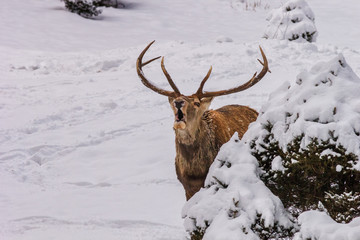 Winter landscape - view of the a red deer male (Cervus elaphus) in the winter mountain forest after snowfall, selective focus