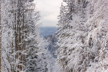 Winter landscape - view of the snowy trees in the winter mountain forest after snowfall