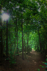 Forest trail in the sun's rays