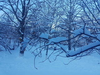 tree in winter