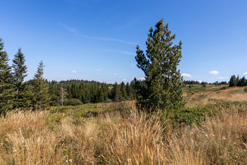 Autumn landscape of Vitosha Mountain, Bulgaria