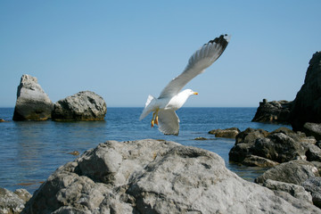 Fototapeta na wymiar White seagull flies on the rocks of a stone beach of the Black Sea