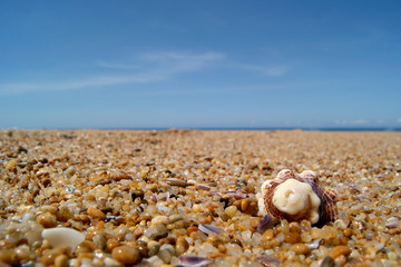 Fototapeta na wymiar arena en la playa con caracol