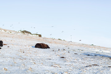 Fototapeta premium Icelandic horses walk in the winter in the snow on a hillside