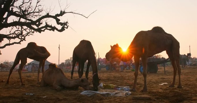 Camels at Pushkar mela camel fair festival in field eating chewing at sunrise. Pushkar, Rajasthan, India