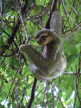 124 Best なまけもの Images Stock Photos Vectors Adobe Stock