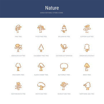 set of 16 vector stroke icons such as northern  oak tree, scarlet oak tree, white oak tree, eastern white pine birch butternut from nature concept. can be used for web, logo, ui\u002fux