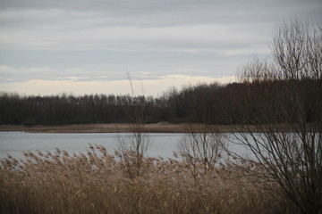 Birds on the lake between forest and reeds