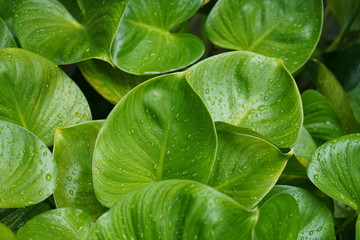 Fototapeta premium Green leaves background