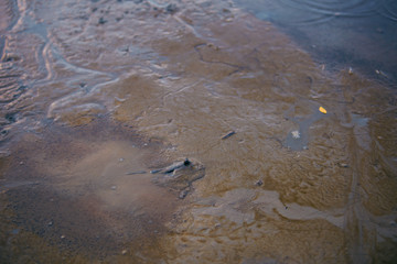 Mudskippers in the mud by the water.