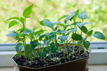 Fresh green pepper sprouts growing in plastic container on window