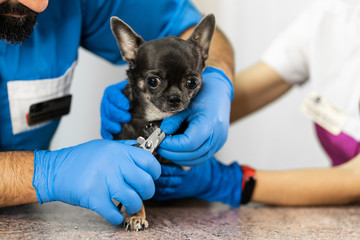 A professional veterinarian cuts the claws of a small dog of the Chihuahua breed on a manipulation...