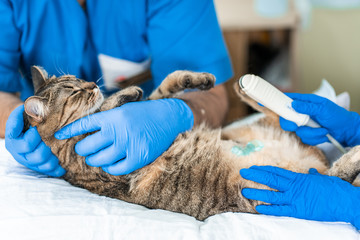 Veterinarians carry through. an ultrasound examination of a domestic cat