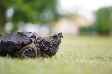 Alligator snapping turtle 
