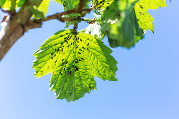 Aphid eats leaves of a tree. Tree disease
