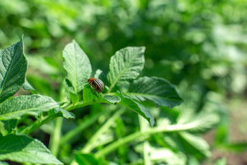 Colorado beetles eat potato crop in the garden