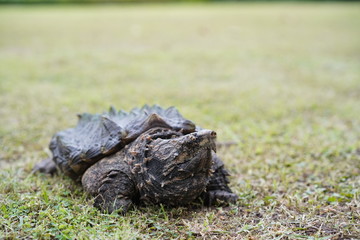 Fototapeta na wymiar Alligator snapping turtle 