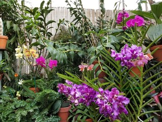 flower, flowers, nature, garden, pink, green, plant, purple, blossom, spring, summer, bloom, floral, beautiful, leaf, beauty, red, natural, color, flora, plants, petunia, gardening, meadow, season