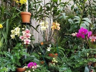 flower, garden, plant, flowers, pot, nature, green, blossom, gardening, pink, floral, summer, bloom, color, spring, red, beautiful, decoration, plants, leaf, colorful, beauty, flora, petunia, flower p