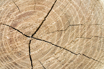 Close up shot of a wood log