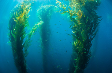 Fototapeta na wymiar Underwater image of kelp stalks rising up from the deep blue water