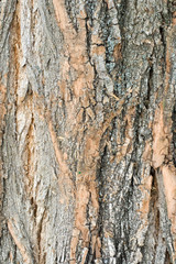 Close up shot of wood bark