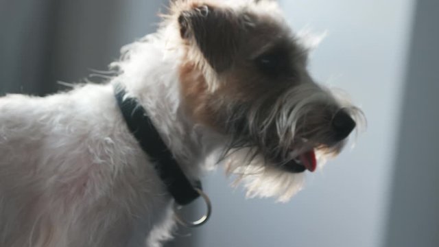 Amazing little Jack Russell terrier puppy looking around walking in the room. Funny small wirehaired dog messing around playing staying inside house.