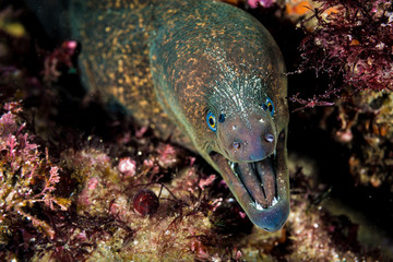 Moray eel with mouth open in La Jolla, California
