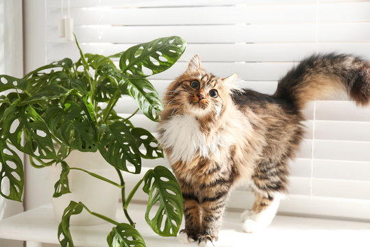 Adorable cat and houseplant on window sill at home