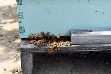 Bees leaving honeybees hive
