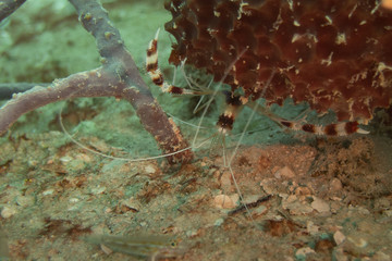 Coral banded cleaner shrimp perched under hard coral, suspended over sandy ocean bottom