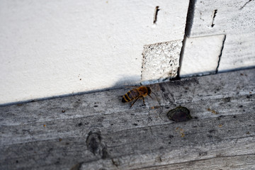 Honeybee doing a waggled dance