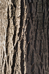 A close up of the patterns of tree bark