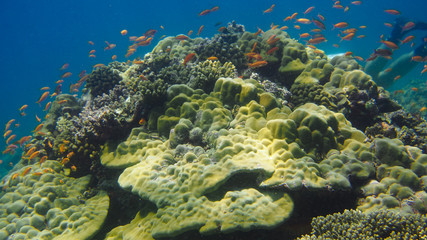 Fototapeta na wymiar School of orange fish swimming over large hard coral head 