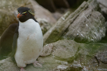 Naklejka premium Southern Rockhopper Penguin (gorfou sauteur)