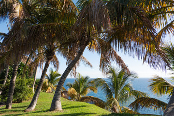 Obraz premium Tropical coconut palms