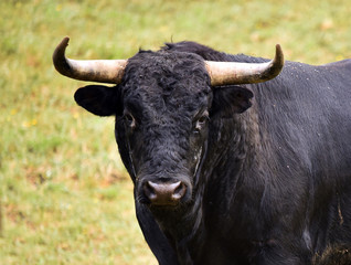 toro poderoso español con grandes cuernos