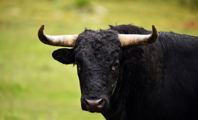 toro poderoso español con grandes cuernos