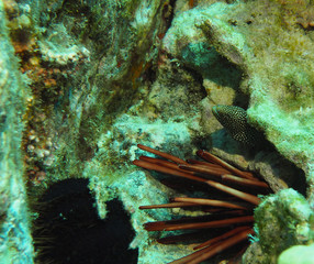 Spotted white mouth moray eel next to a slate pencil sea urchin (Underwater photography)