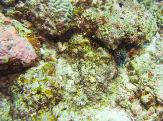 (Underwater photography)