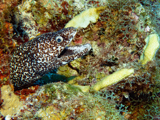(Underwater photography)
