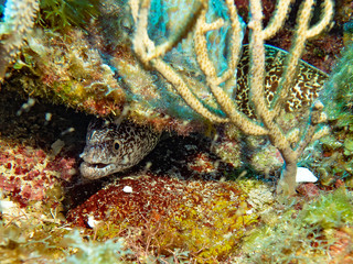 (Underwater photography)