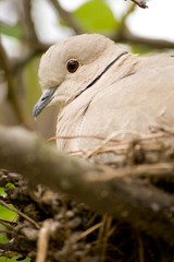 Close up shot of a wood pigeon in a nest