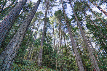 Towering Trees of Mount Douglas Park
