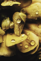 Gotas