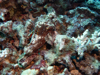 Scorpionfish (Underwater photography)
