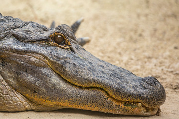 Alligator