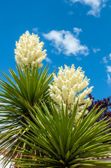 Yucca glauca New Mexico State Flower