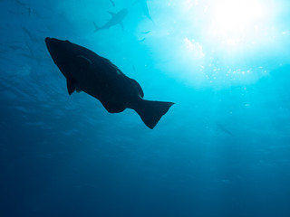 (Underwater photography)