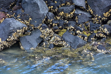 Oyster shells on dark coastal rocks protruding above sea surface at low tide.